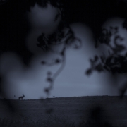 cerf silhouette 2