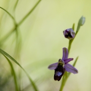 ophrys de la Drome 3
