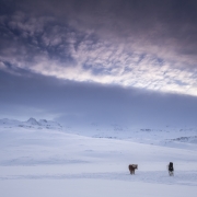 islande-9089