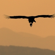 Vautour fauve dans le soir, Vercors
