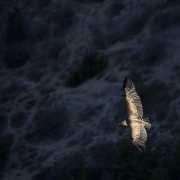 Vautour fauve survolant des marnes, Baronnies