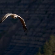 Les ailes du désir, Baronnies, Drôme