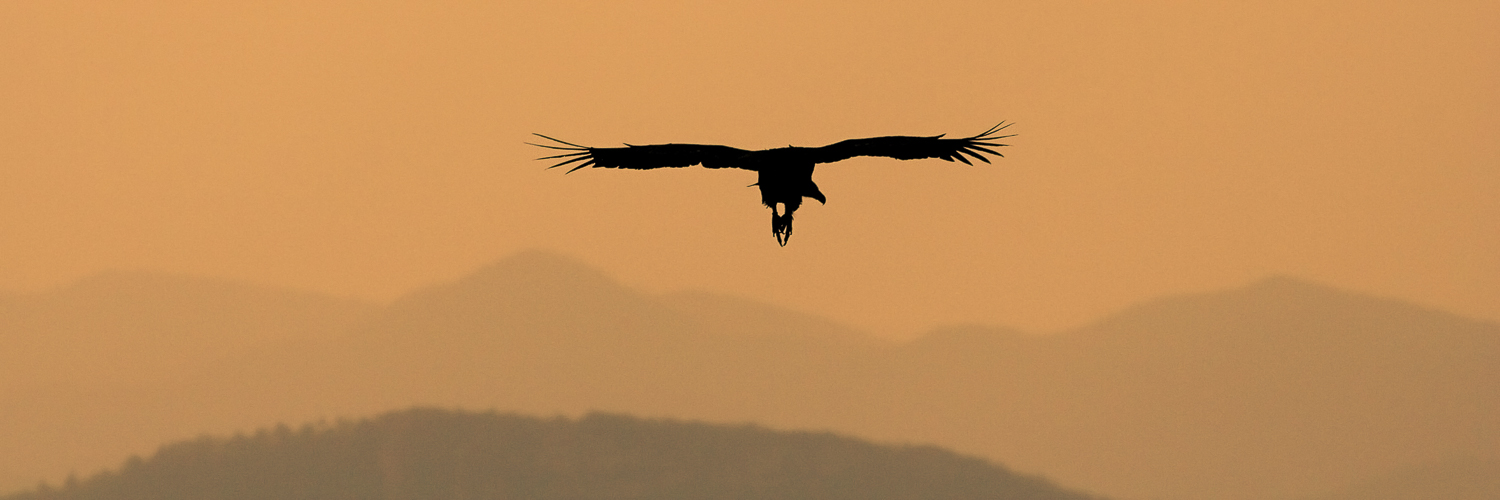 Vautour fauve dans le soir, Vercors