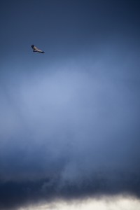 Vol bleu
