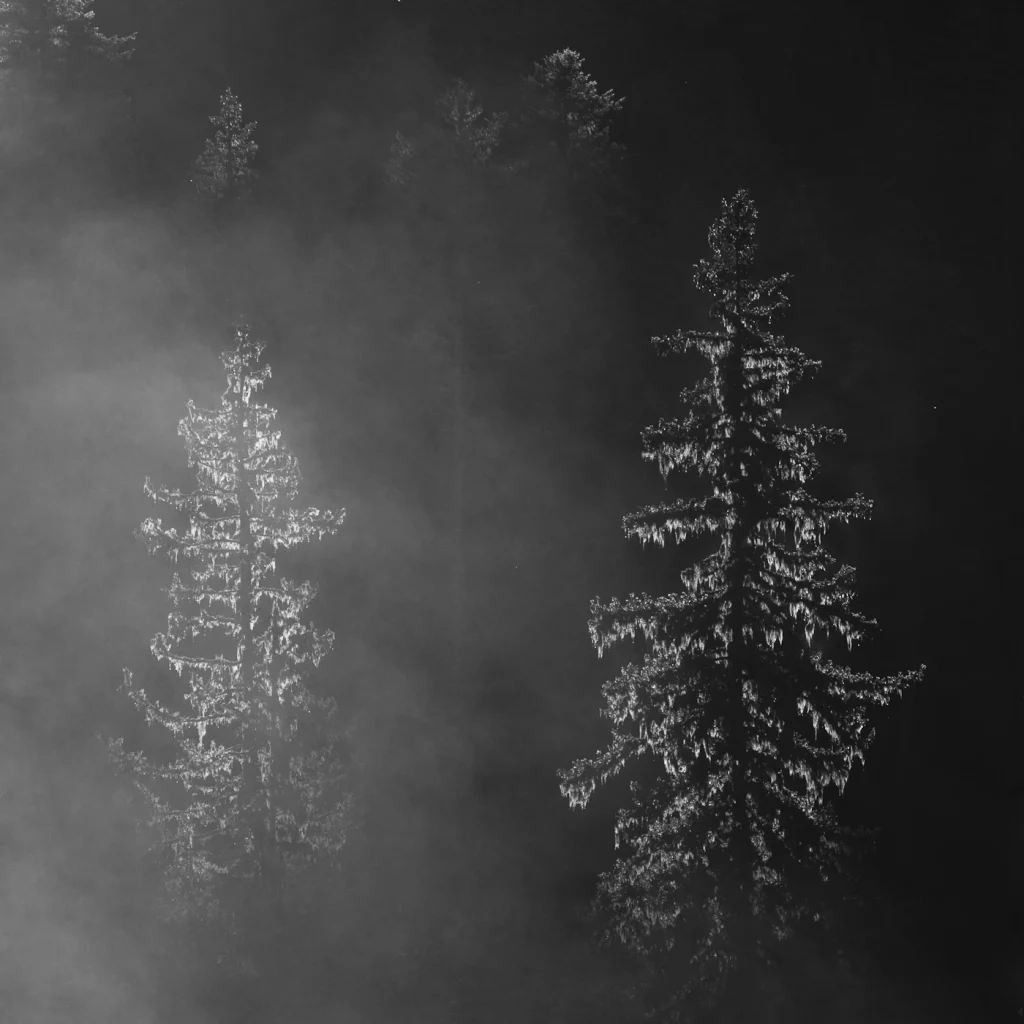 a-fleur-de-brume-215