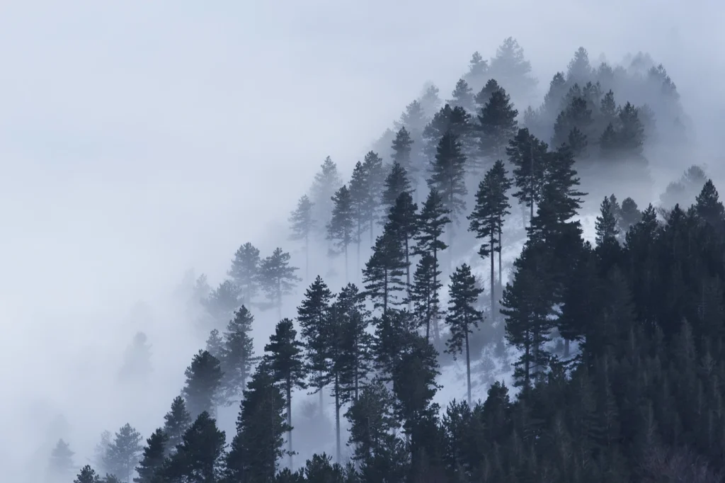 a-fleur-de-brume-216