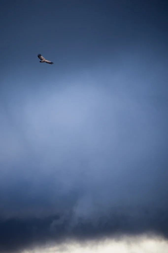 a-fleur-de-brume-217