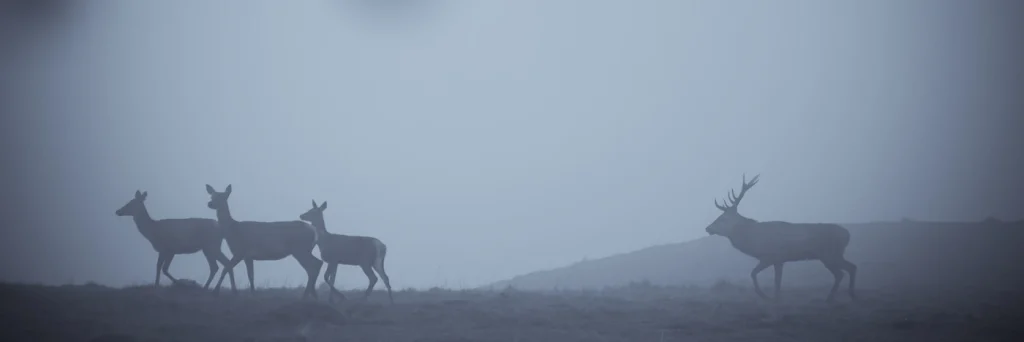 a-fleur-de-brume-219