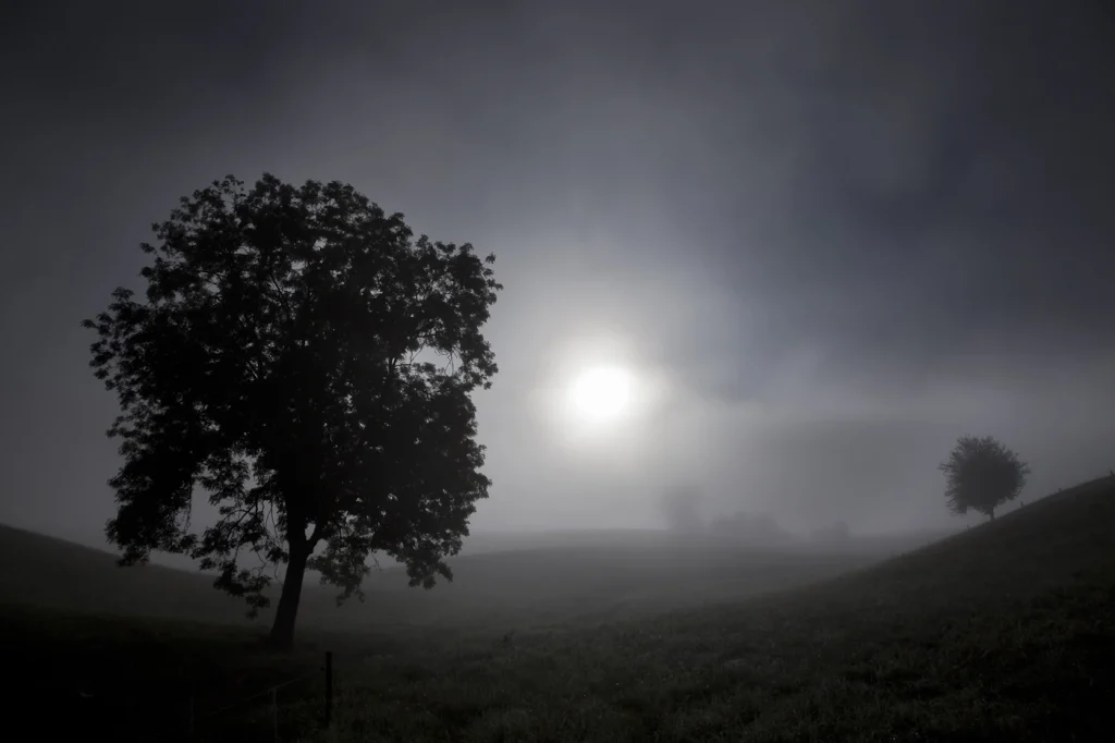 a-fleur-de-brume-220