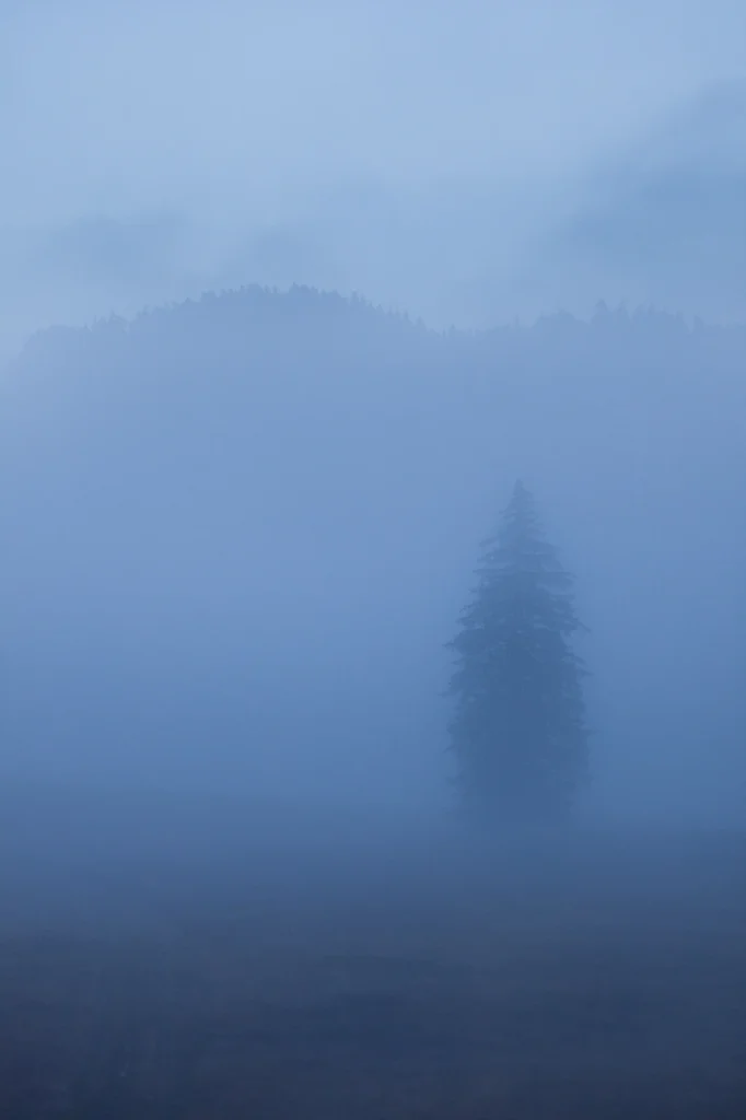 a-fleur-de-brume-221