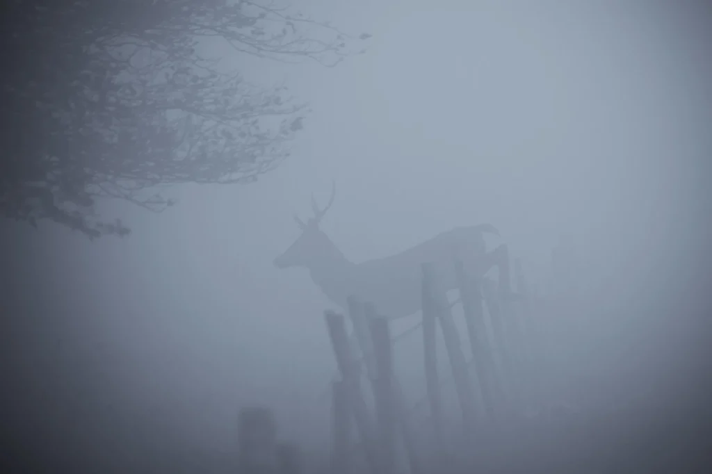 a-fleur-de-brume-225