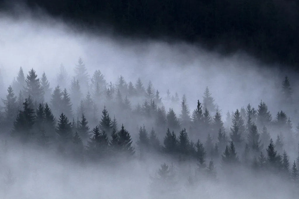 a-fleur-de-brume-228