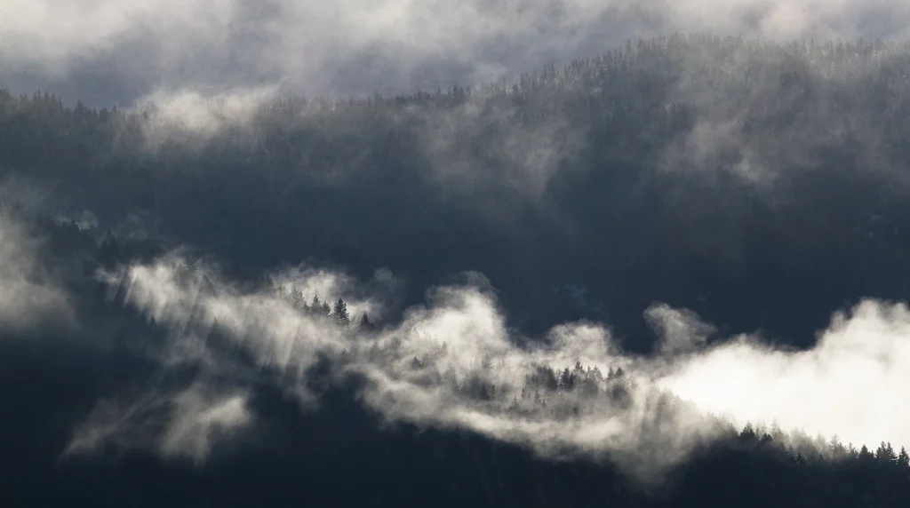 a-fleur-de-brume-229