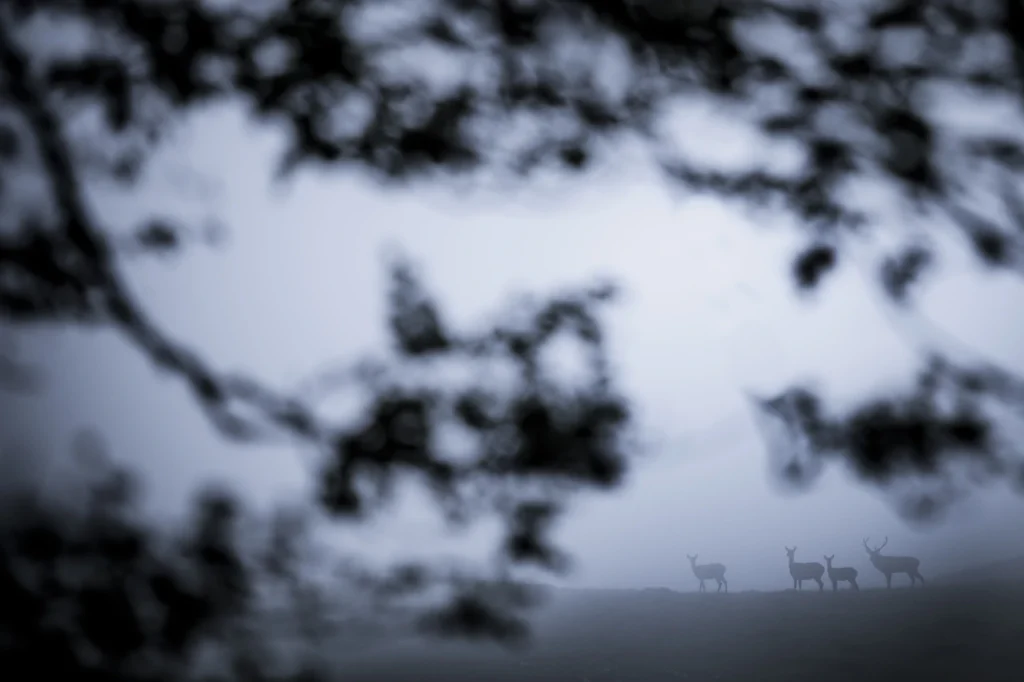 a-fleur-de-brume-230