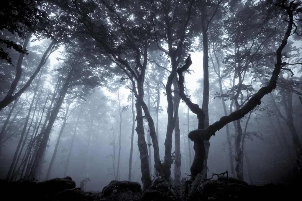 a-fleur-de-brume-234