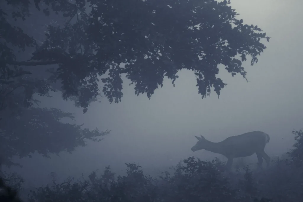 a-fleur-de-brume-235