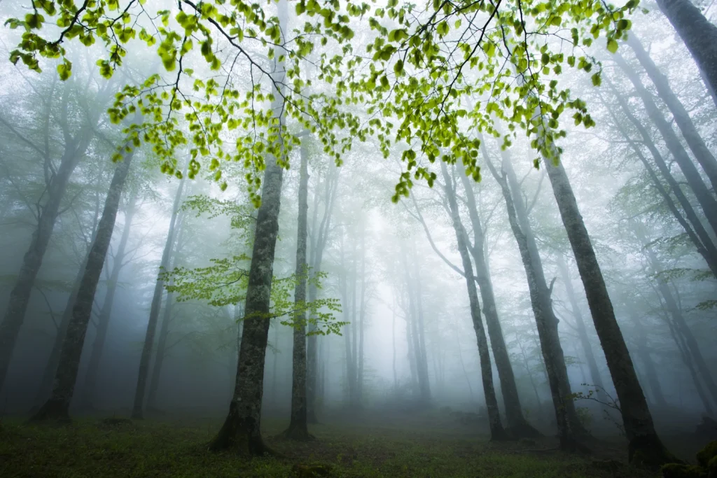 a-fleur-de-brume-237