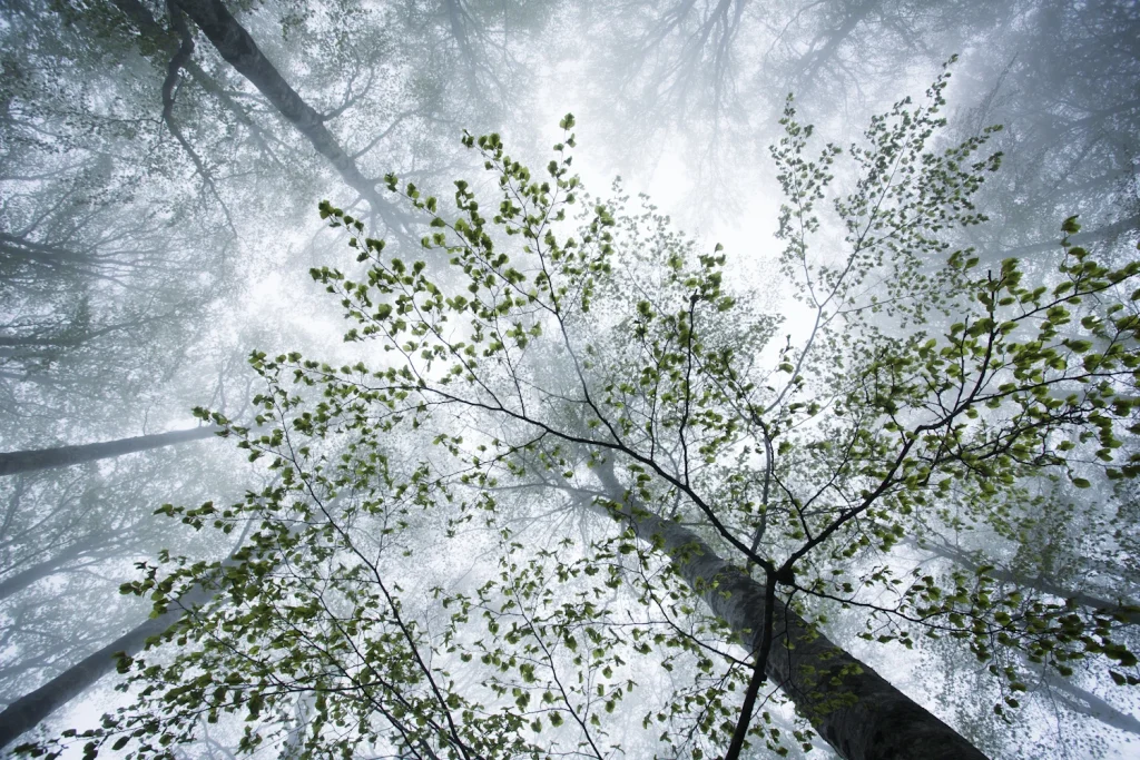 a-fleur-de-brume-238