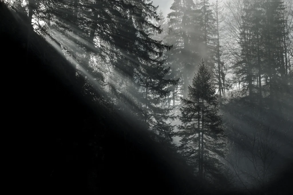 a-fleur-de-brume-243