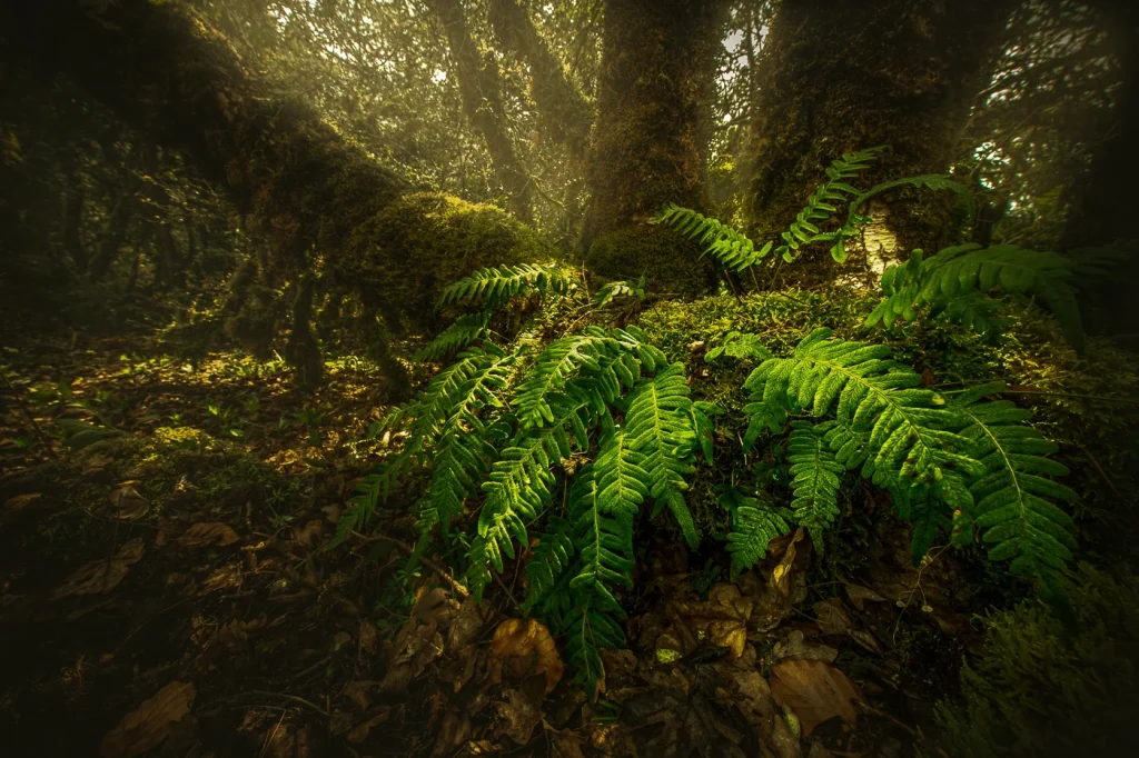 foret-enchantee-1868