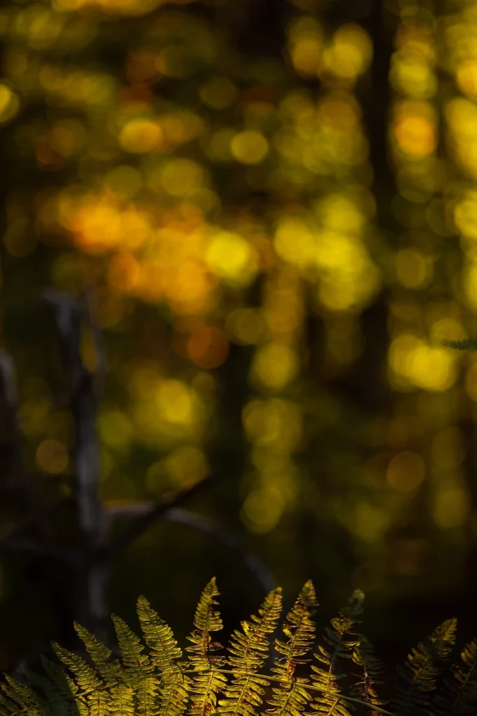 foret-enchantee-1869