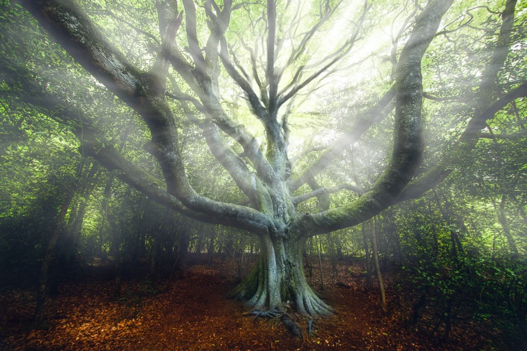 foret-enchantee-1871