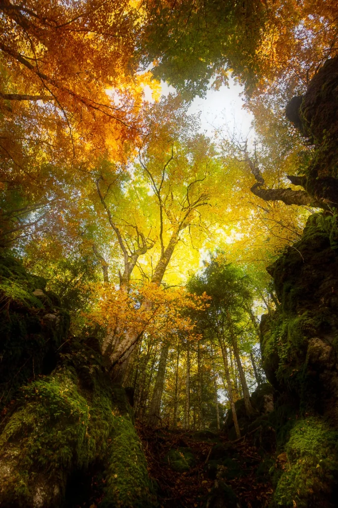 foret-enchantee-1875