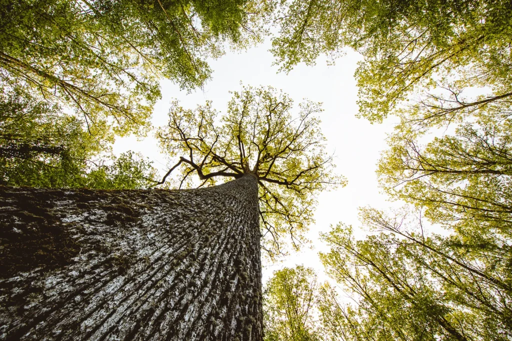 foret-enchantee-1885