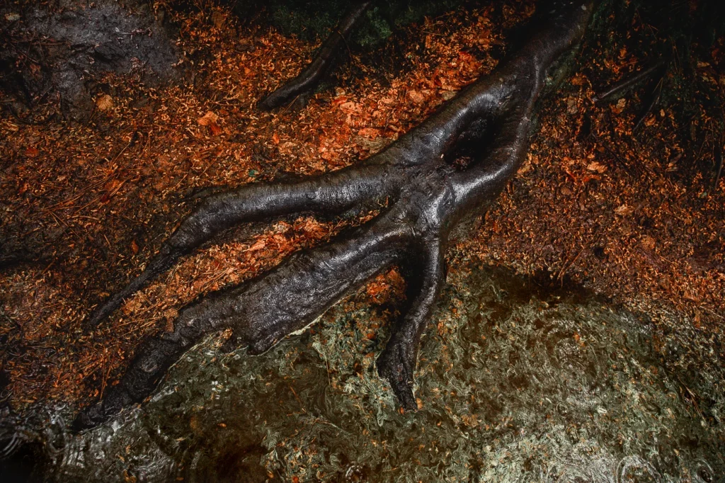 foret-enchantee-1888