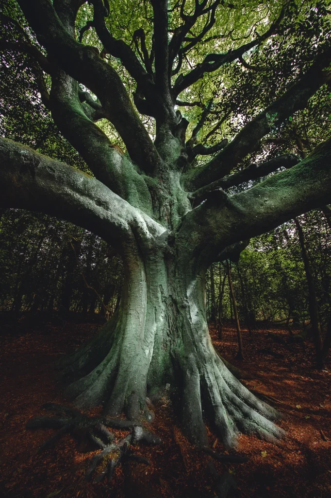 foret-enchantee-1889