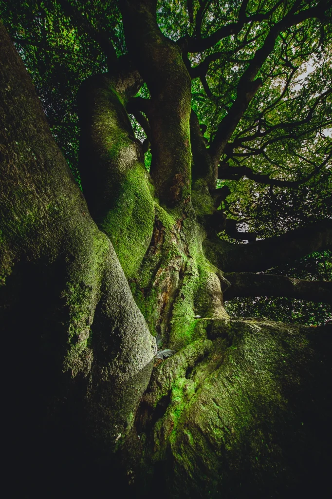 foret-enchantee-1890