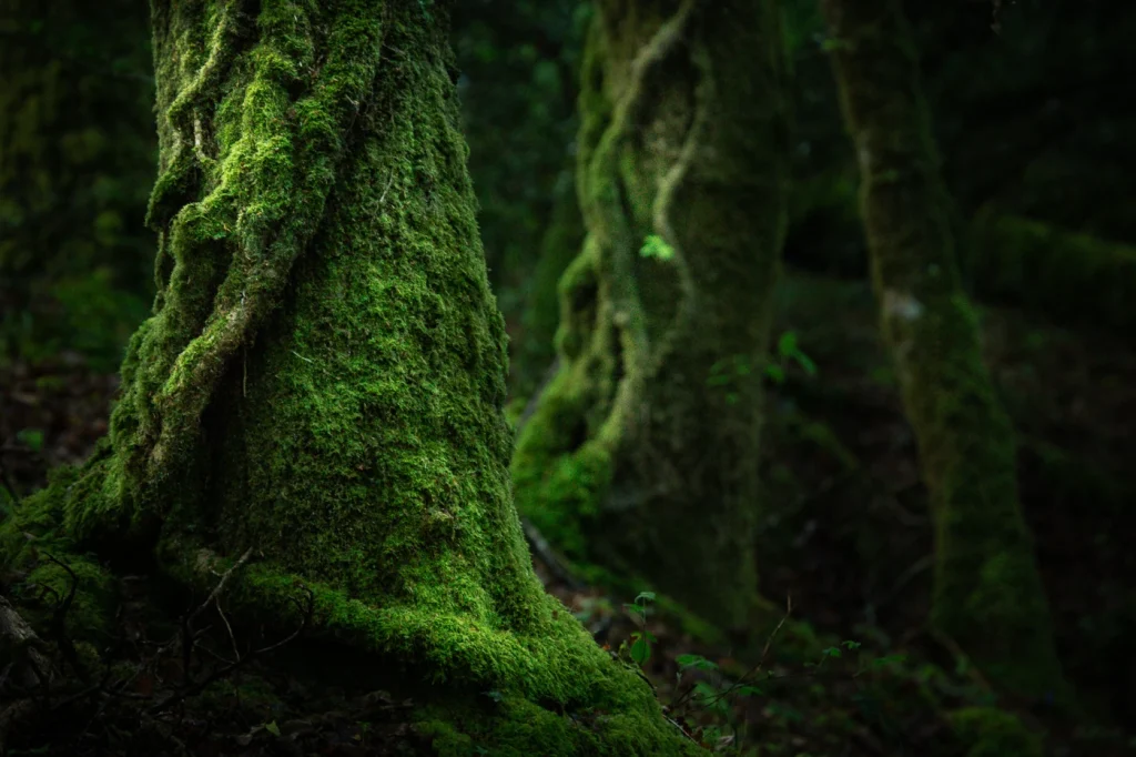 foret-enchantee-1891