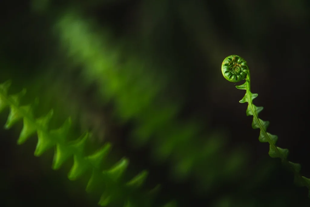 foret-enchantee-1893