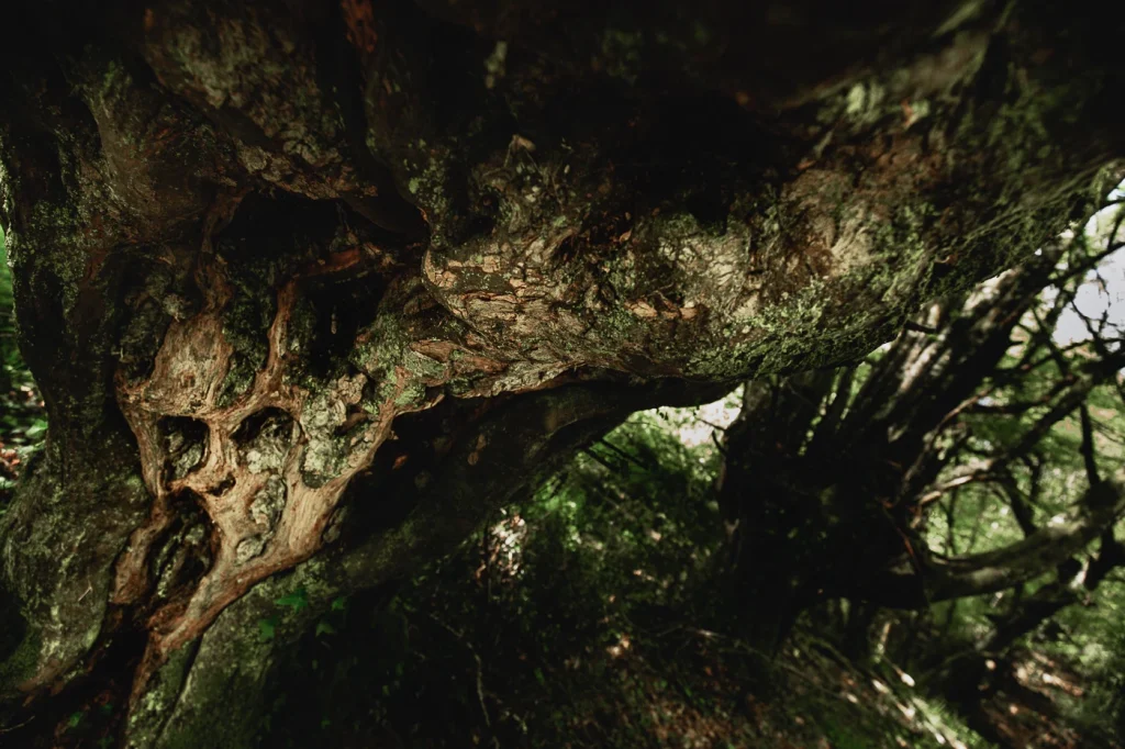 foret-enchantee-1899