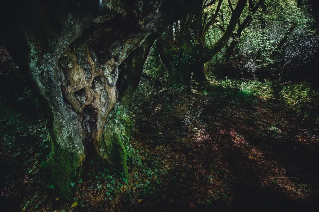 foret-enchantee-1900