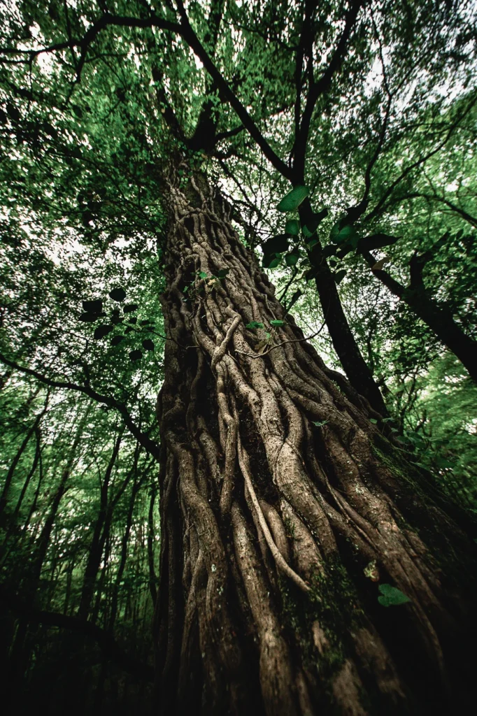 foret-enchantee-1901