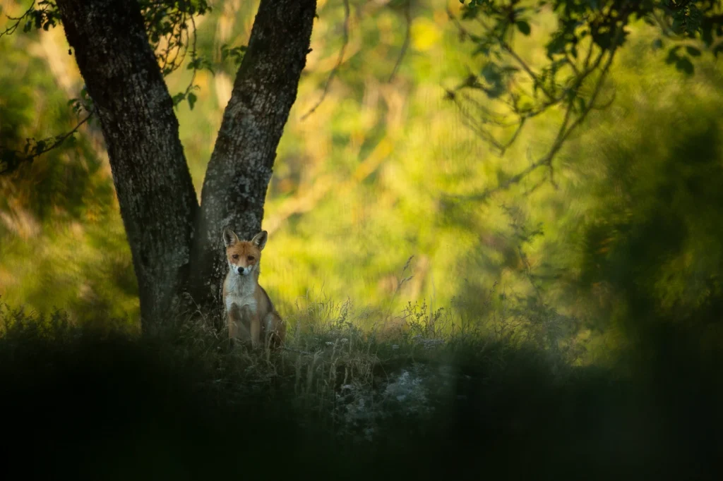 foret-enchantee-1903