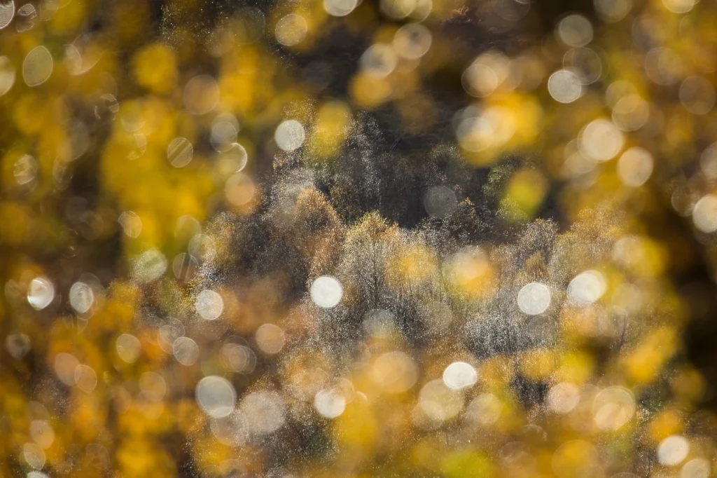 foret-enchantee-1908