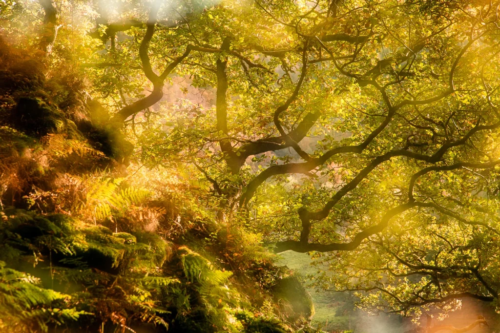 foret-enchantee-1909