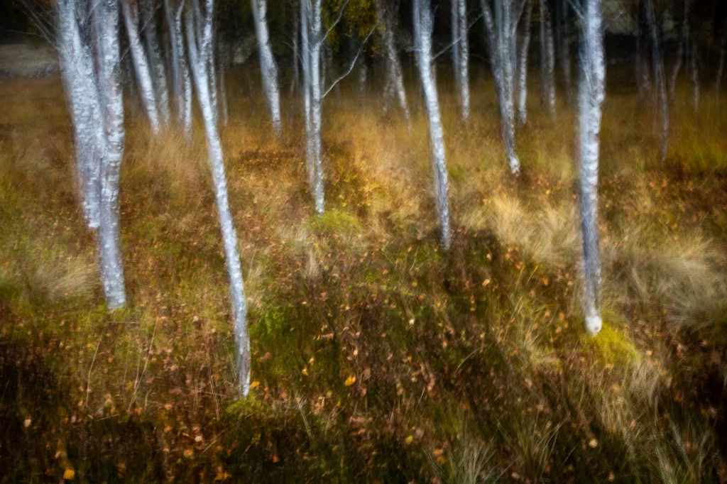 foret-enchantee-1911