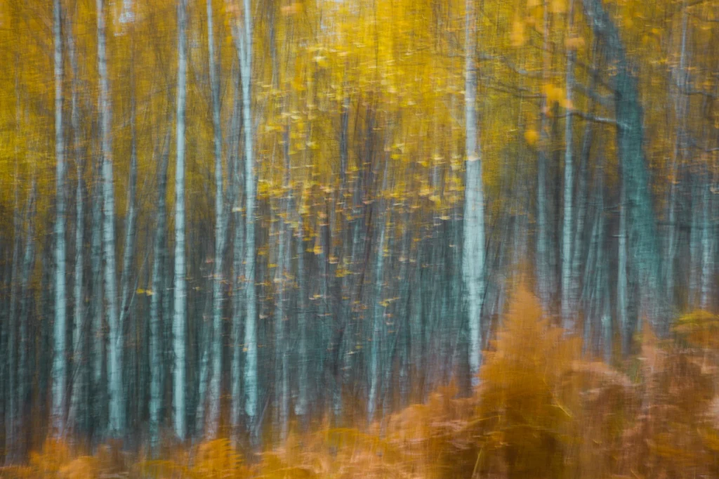 foret-enchantee-1914