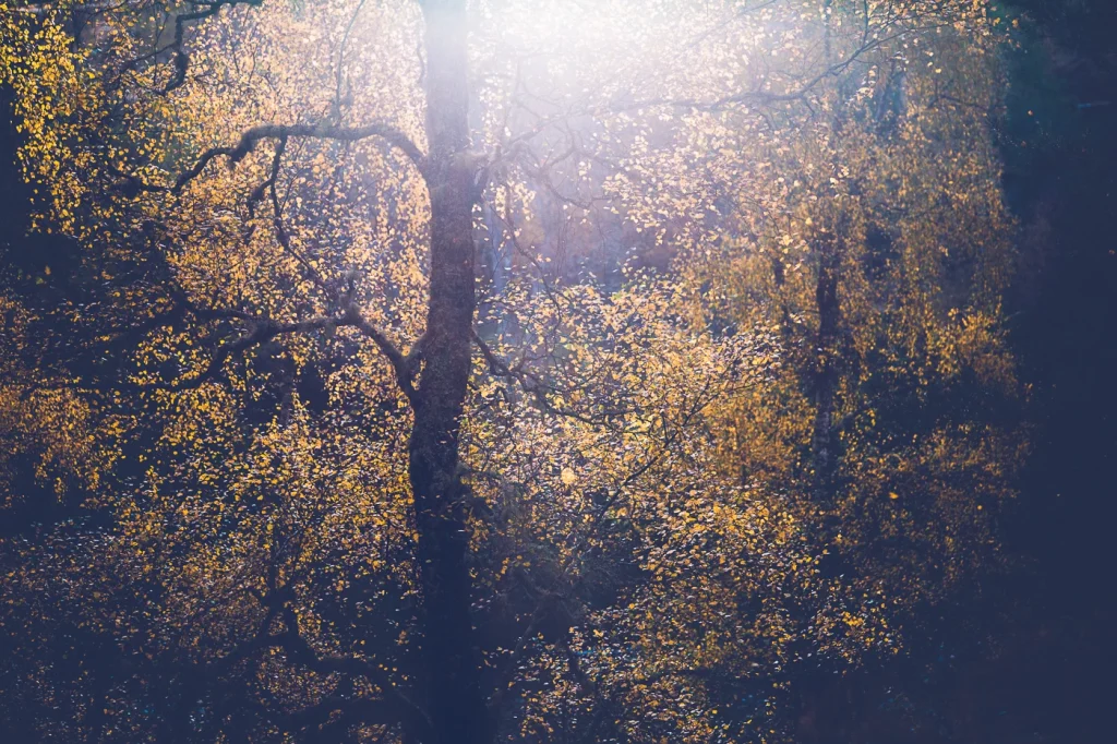 foret-enchantee-1916