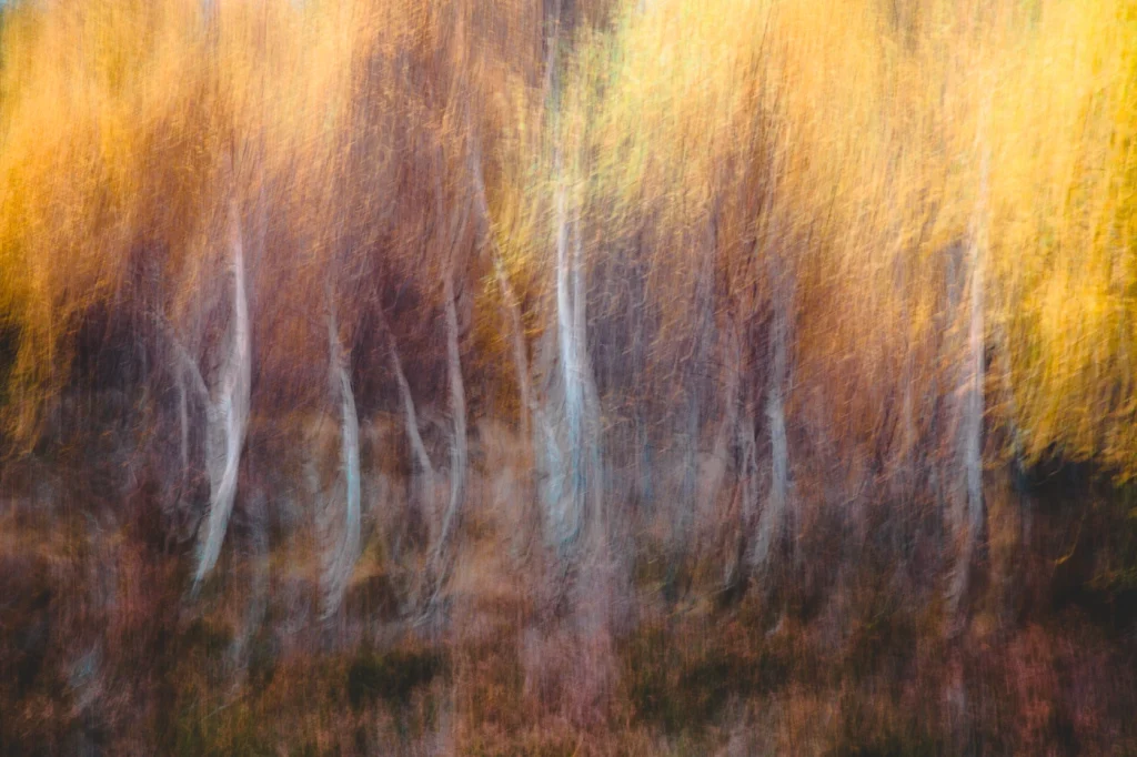 foret-enchantee-1918