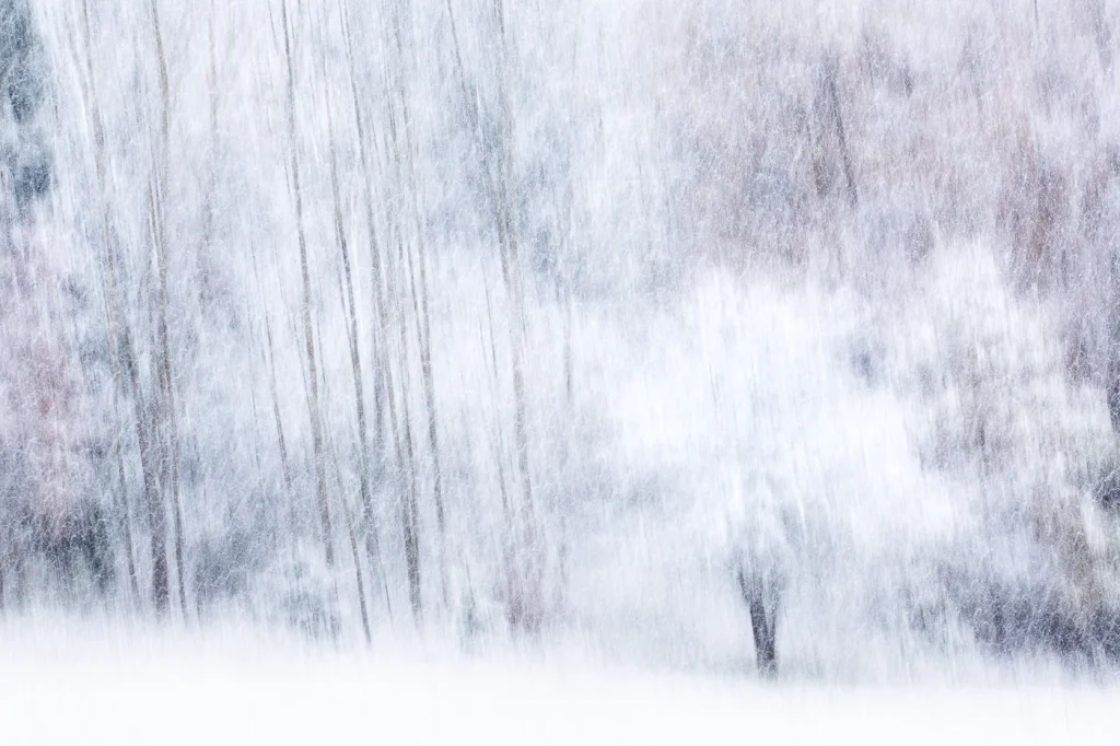 foret-enchantee-1920