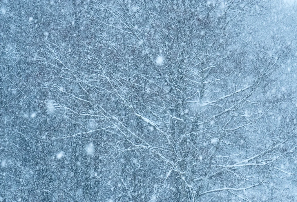 foret-enchantee-1921