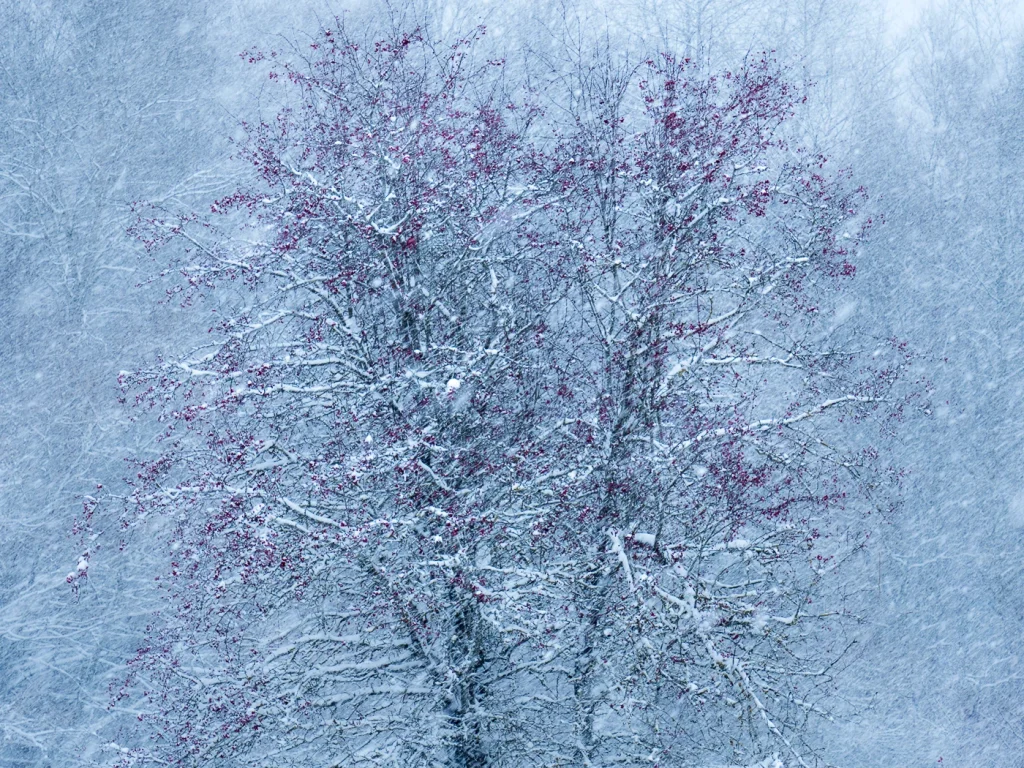 foret-enchantee-1922