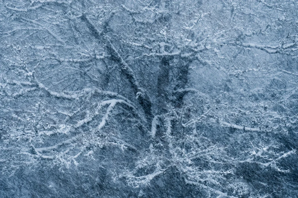 foret-enchantee-1923