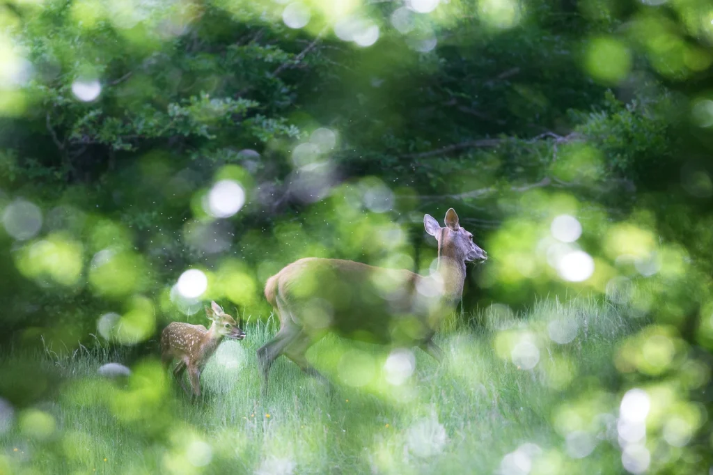 foret-enchantee-1926