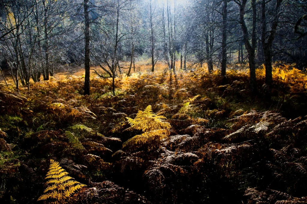 foret-enchantee-1927