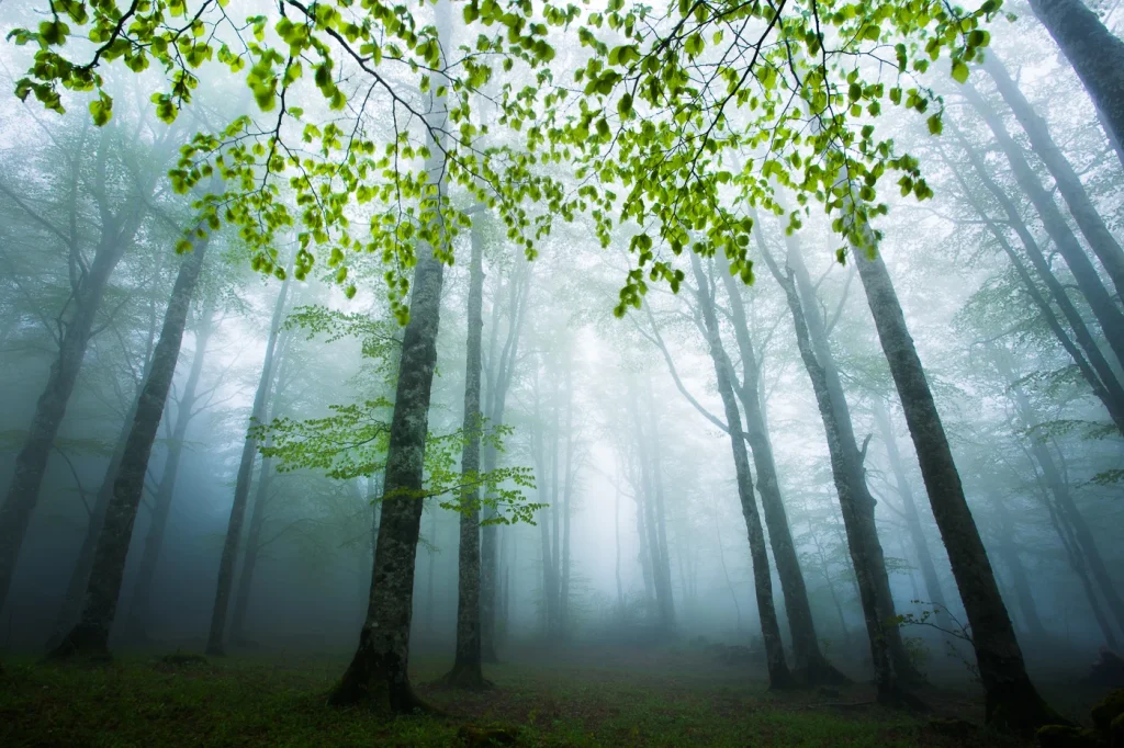 foret-enchantee-1928